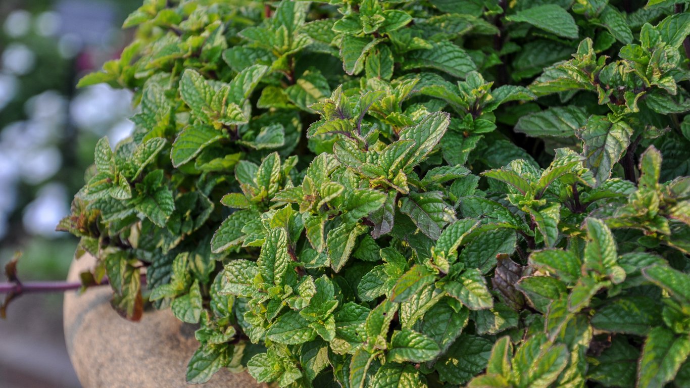 Кущ м’яти у горщику.