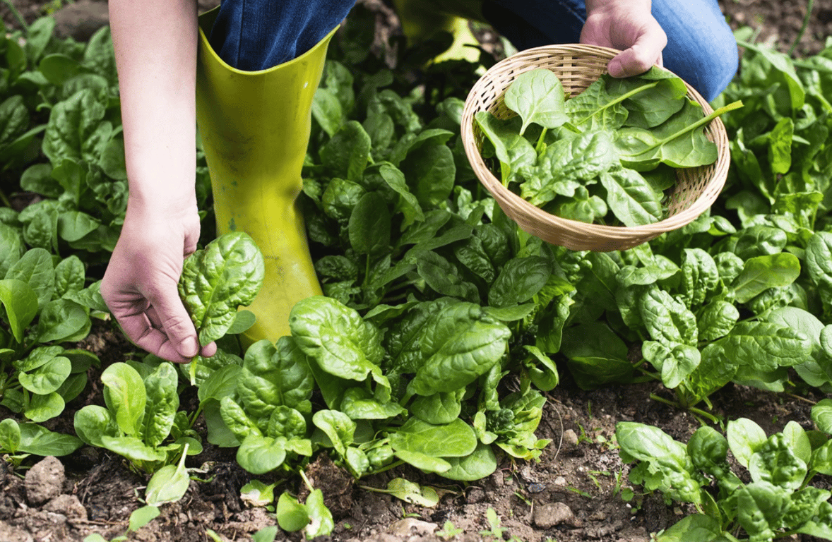Человек, собирающий урожай шпината