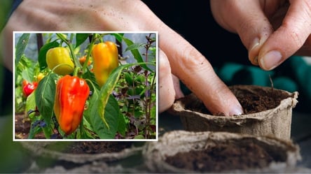 Когда сеять перец на рассаду в марте 2026 — эти даты волшебные - 290x160