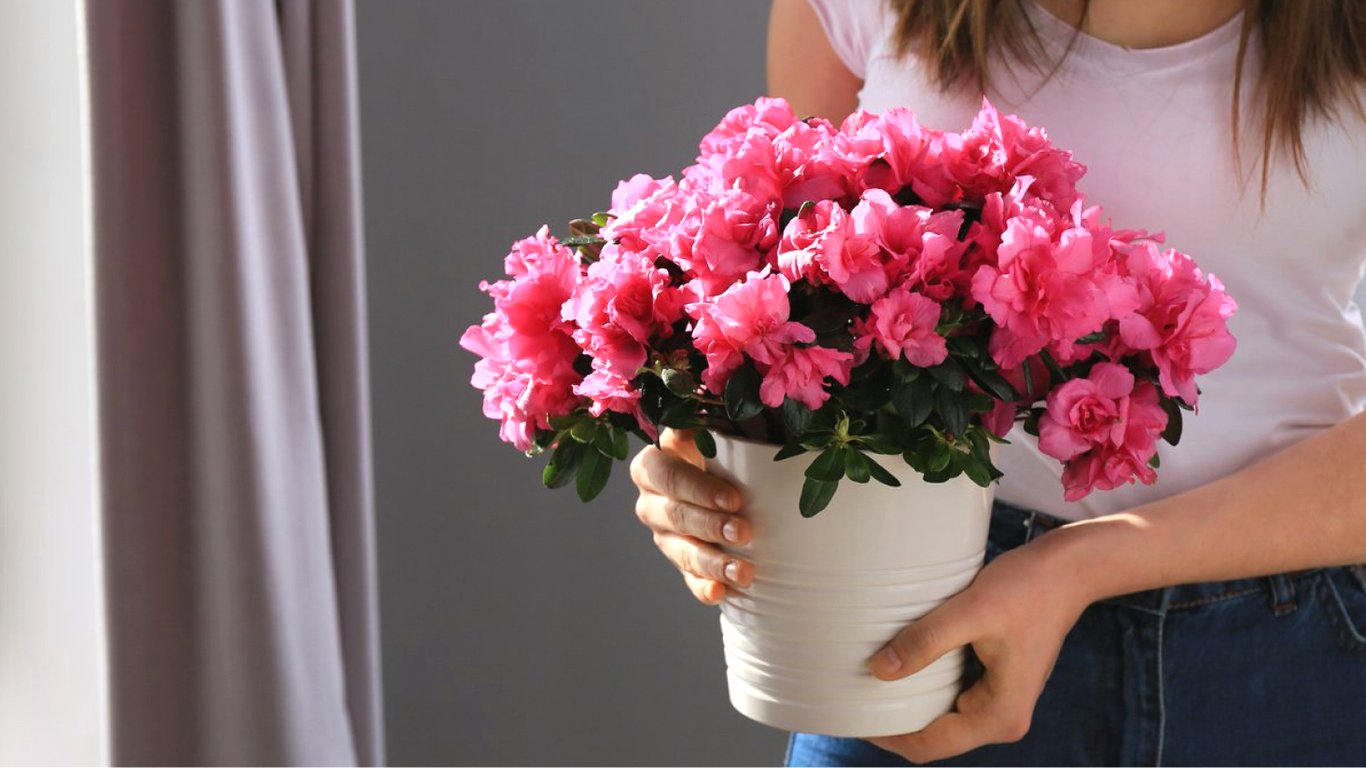 Азалія з рожевими квітами у білому горщику.