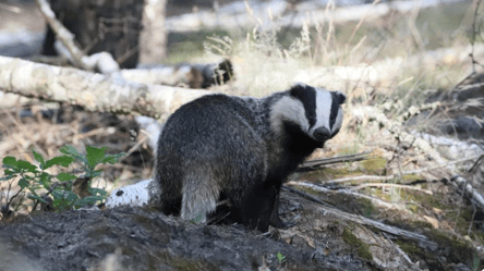 Леса Чернобыля оживают — ученый описал изменения фауны - 285x160