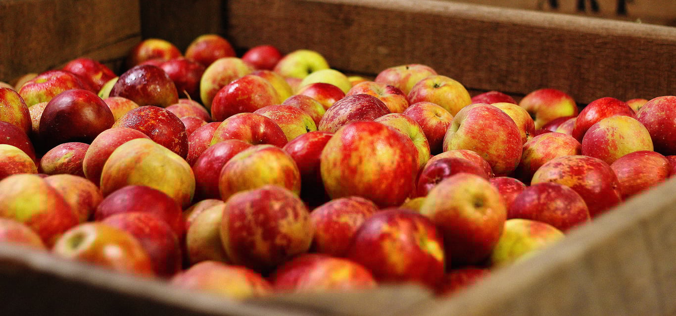 Урожай яблок