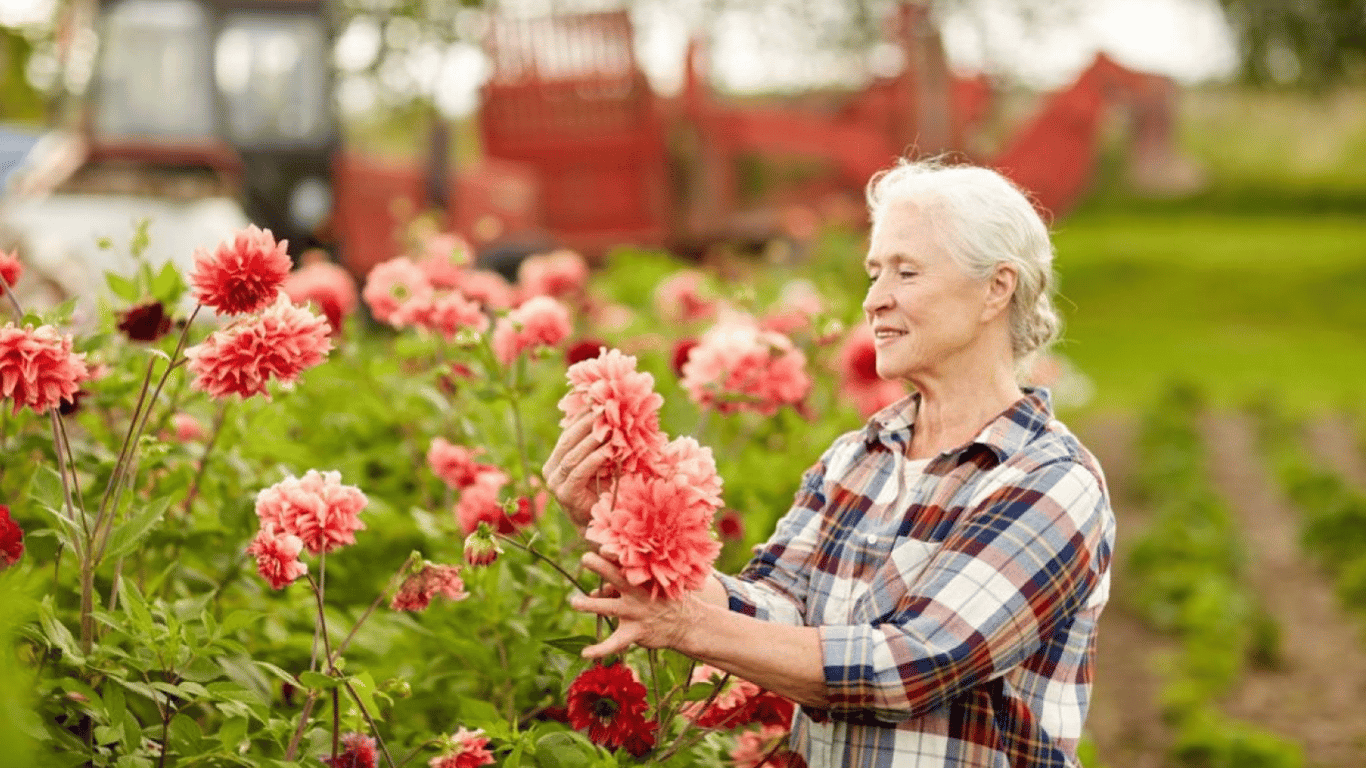 Чим підживлювати жоржини навесні, щоб раніше квітнули — найкращі поради