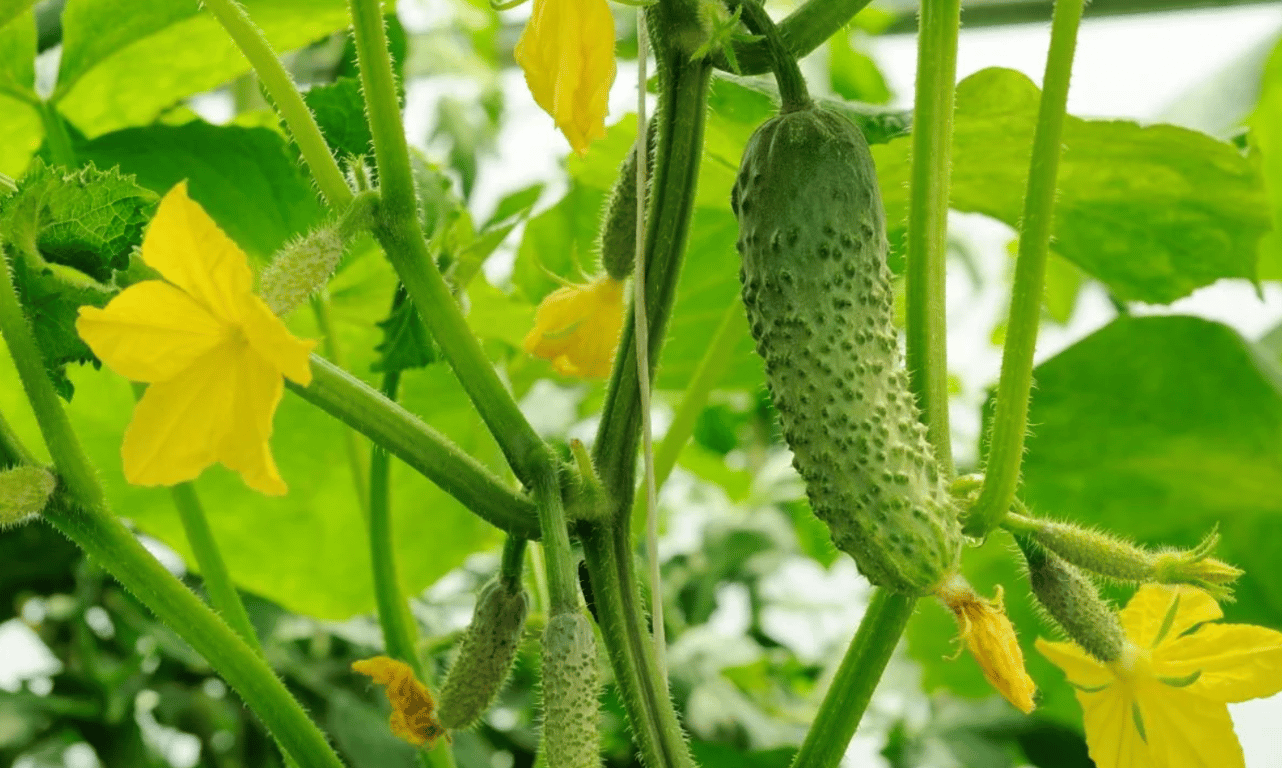 Пустоцветы на кустах с огурцами