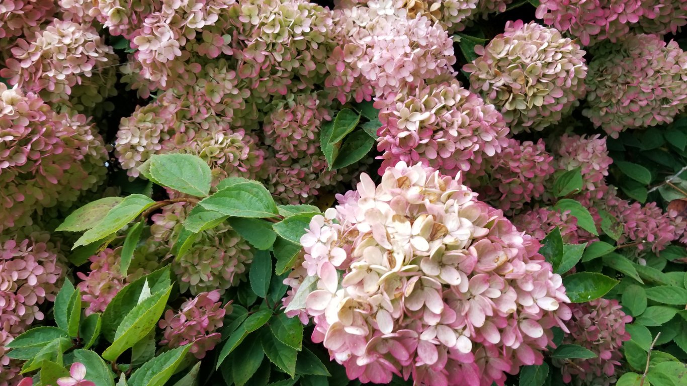 Квітуча волотиста гортензія рожевого відтінку.