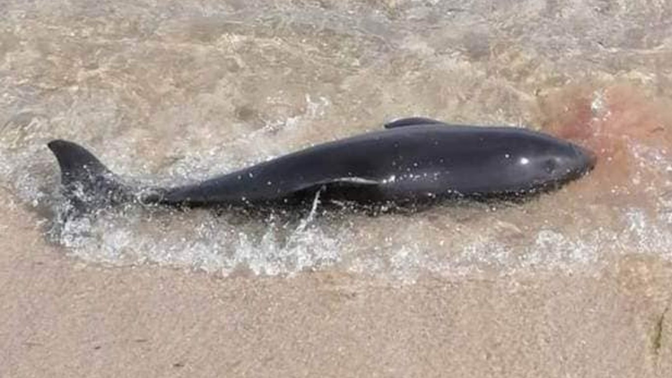 Число погибших дельфинов в Черном море растет — причины