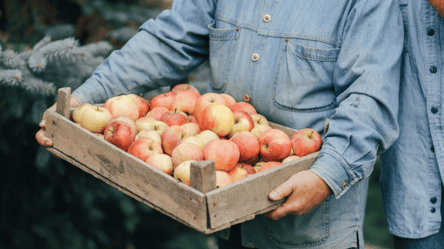 Найкращі сорти яблук для осінньої посадки та довгого зберігання - 285x160