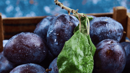 Чем полезны сливы — сокровище для здоровья сезонного фрукта - 285x160
