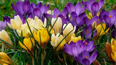 Посадіть крокуси правильно — вони зацвітуть одразу після снігу - 285x160