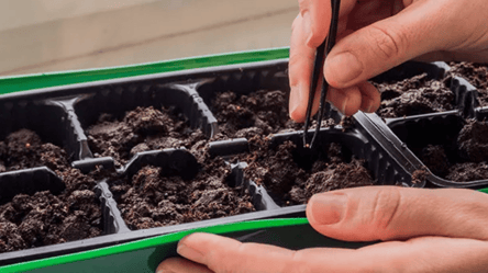 Сеять так опасно — петуния не прорастет из-за этих ошибок - 285x160