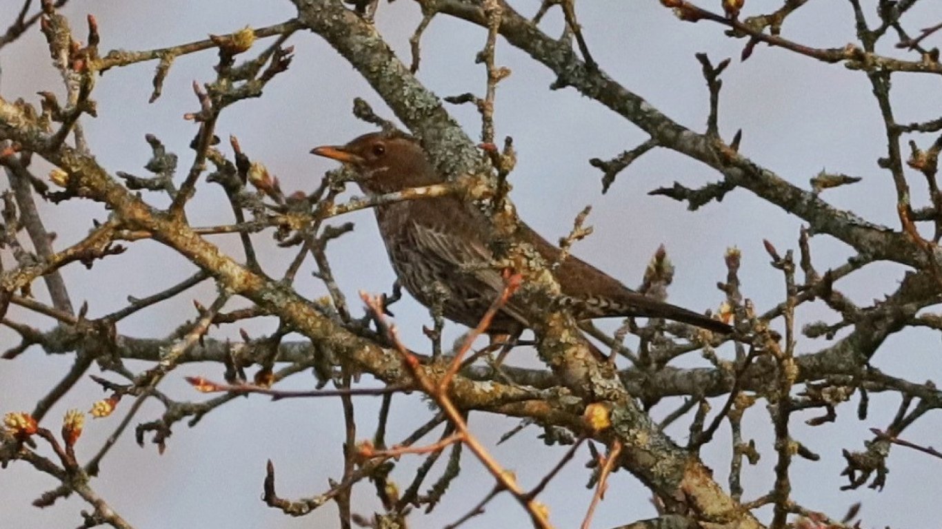 Його не бачили на Київщині 50 років: в Чорнобилі з'явився рідкісний птах