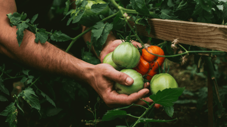 Как ускорить созревание помидоров — эффективные методы - 285x160