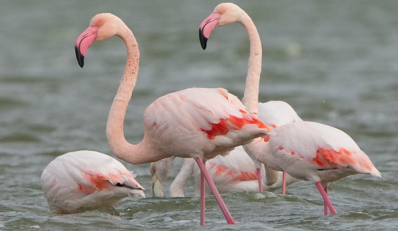 Рожеві фламінго на Одещині