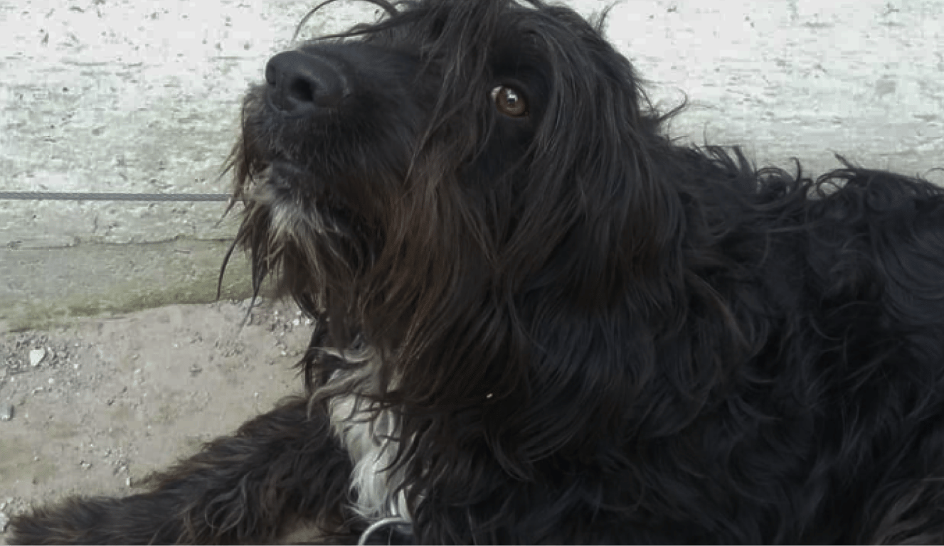 Собака, убитая во Львове 26 сентября