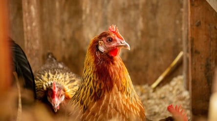 Як відучити квочку бити курчат — поради господарям - 285x160