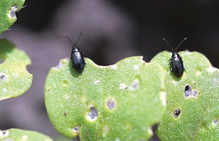 Внешний вид капустных блошек