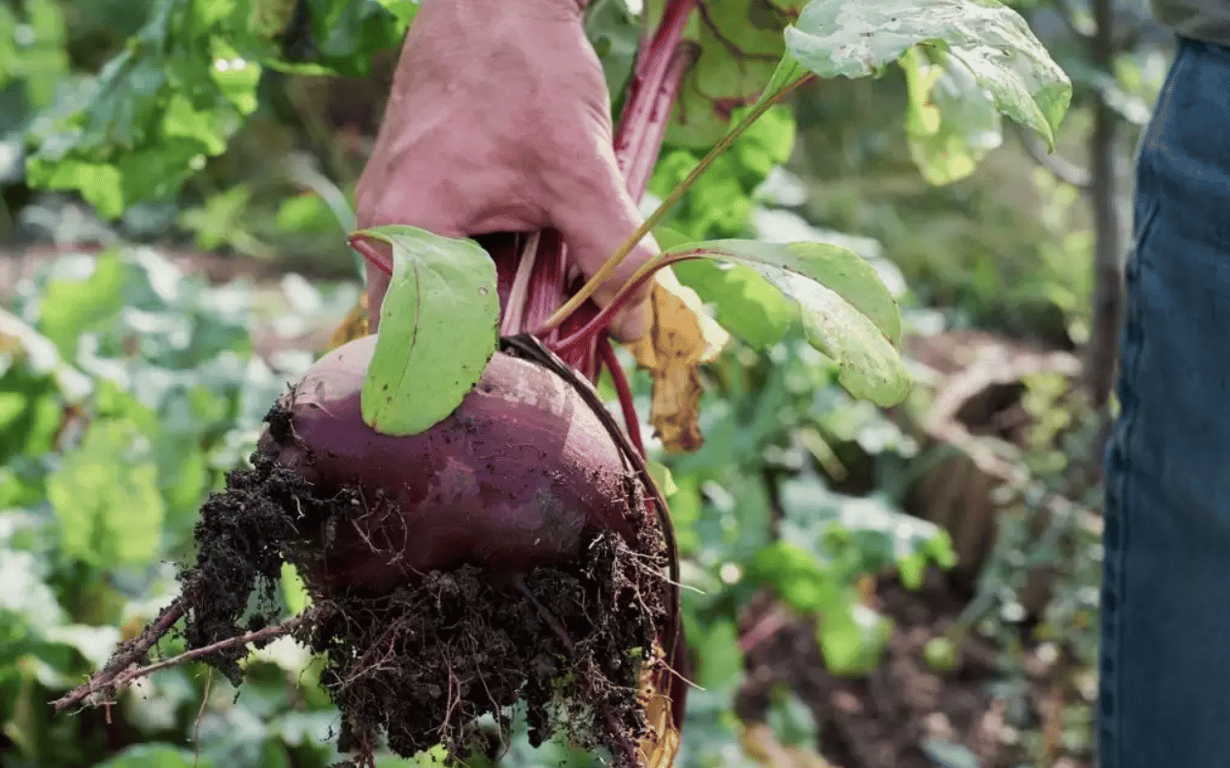 Мужчина, держащий вырванную свеклу в руке