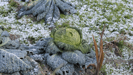 Не чекай весни — що садити під сніг для швидкого врожаю - 290x160