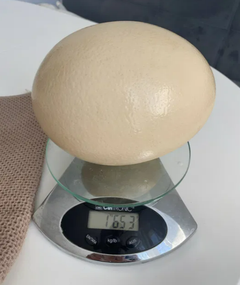 Страусине яйце