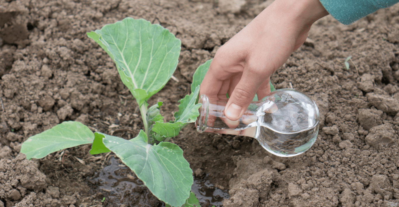 Подкормка капусты
