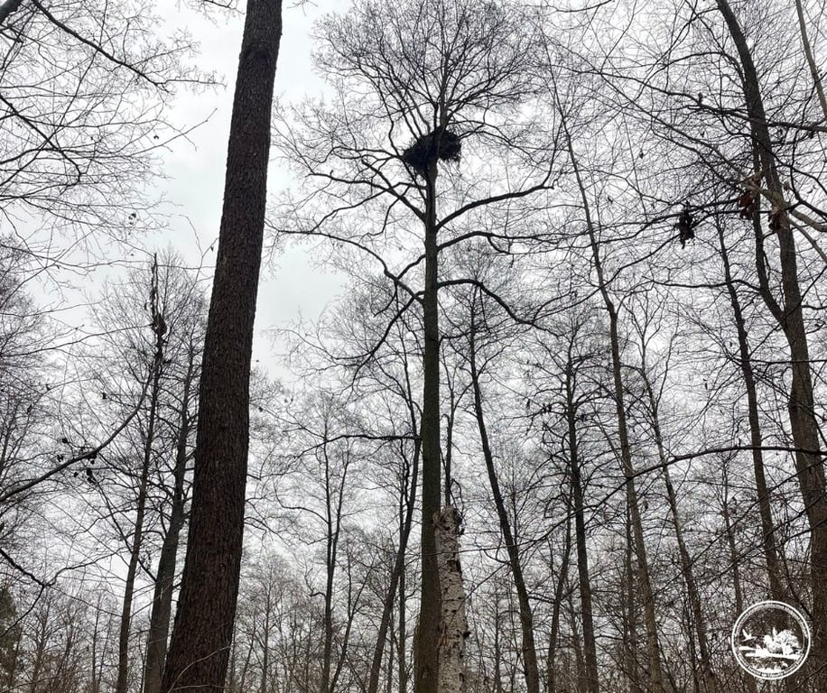 Гніздо орлана