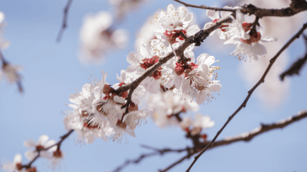 Втрат майже немає: як пережили холодну зиму сади на Одещині - 328x184