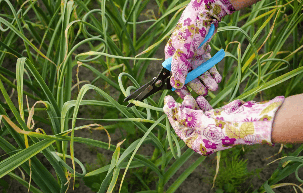 Обрезка чеснока