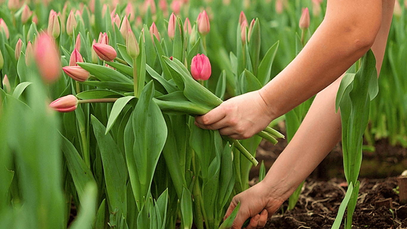 Что делать, если тюльпаны не цветут — причины и советы
