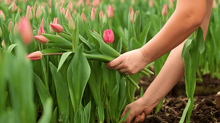 Чому тюльпани відмовляються цвісти — цьому є декілька причин - 285x160