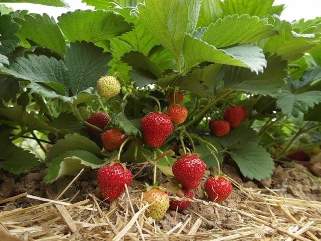 Як обрати сорт полуниці