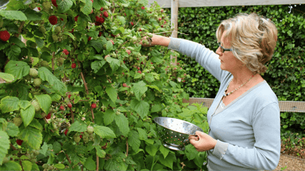 Про ягоди можна забути: що у жодному разі не можна садити поруч з малиною - 285x160