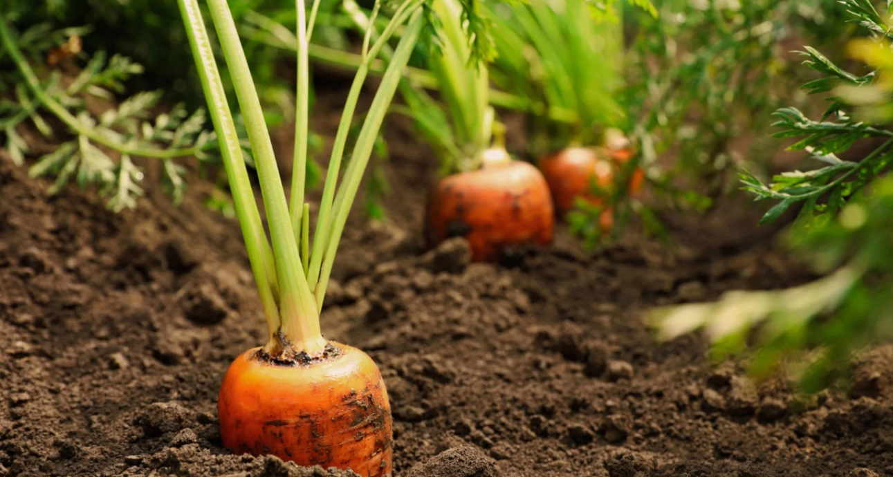 Готовый урожай моркови на участке