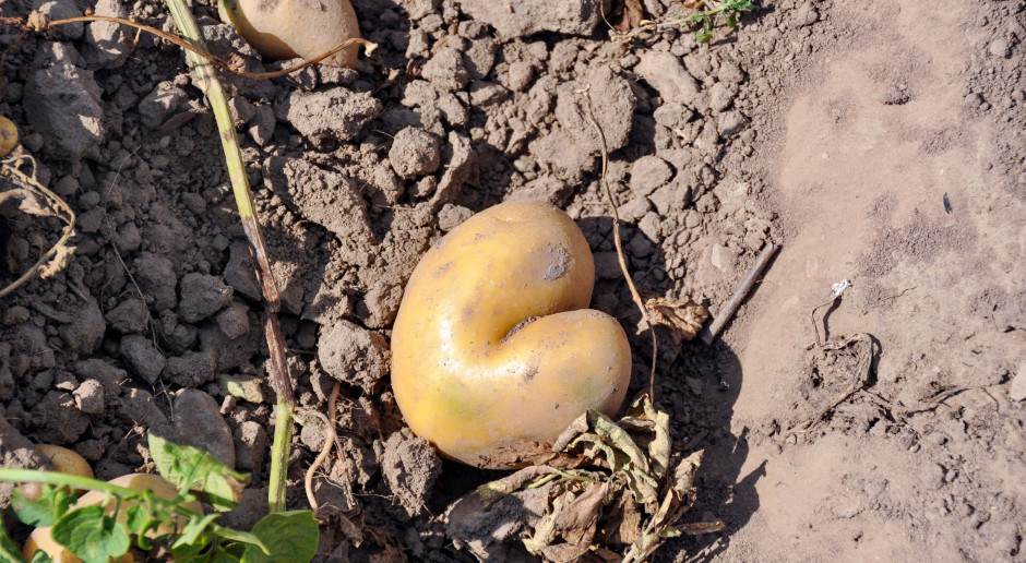 Одна картошка