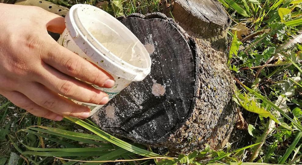 Уничтожение пенька химическим средством