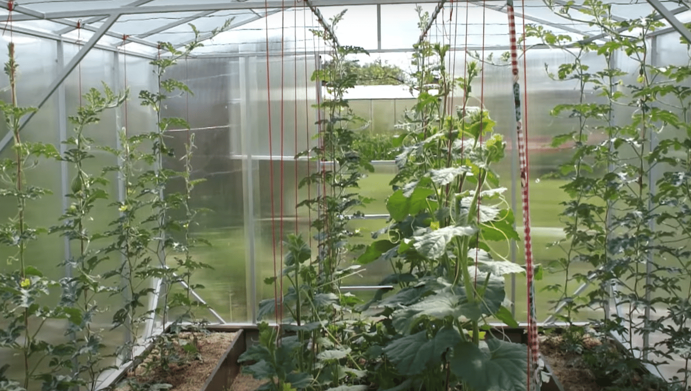 Выращивание арбузов в теплице