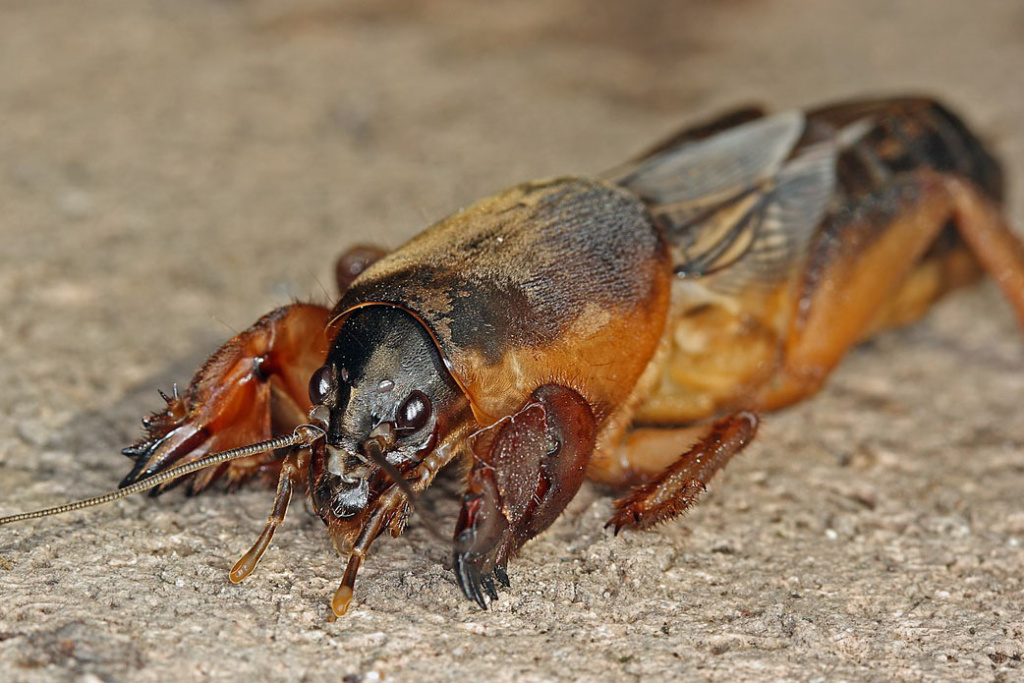 Внешний вид медведки обыкновенной