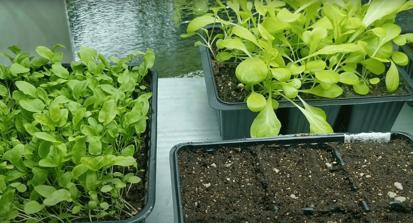 Выращивание шпината