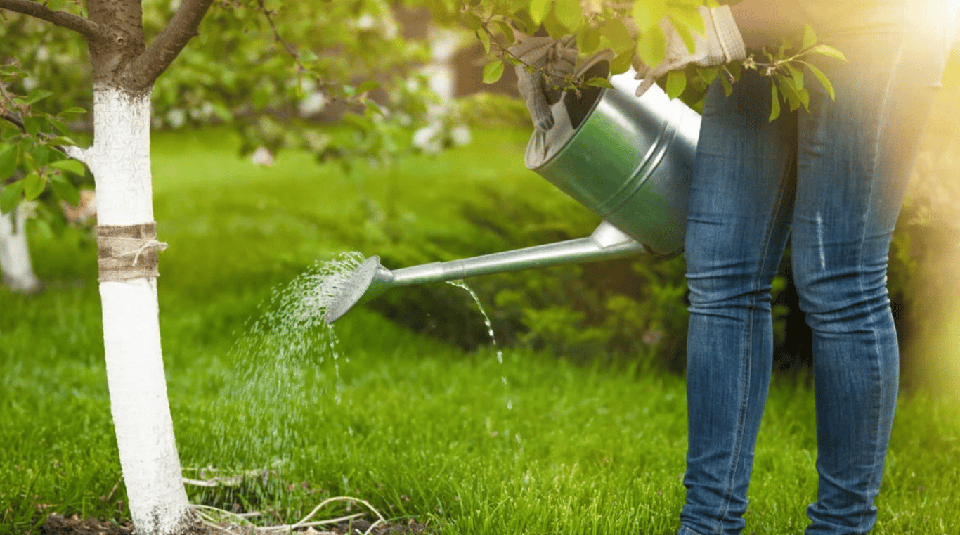 Садовница, которая поливает яблоню