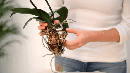 Сделаете это при пересадке — орхидея не зацветет - 285x160