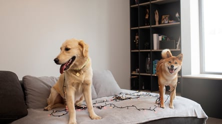 Pet-friendly квартири — в яких областях України їх найбільше - 285x160