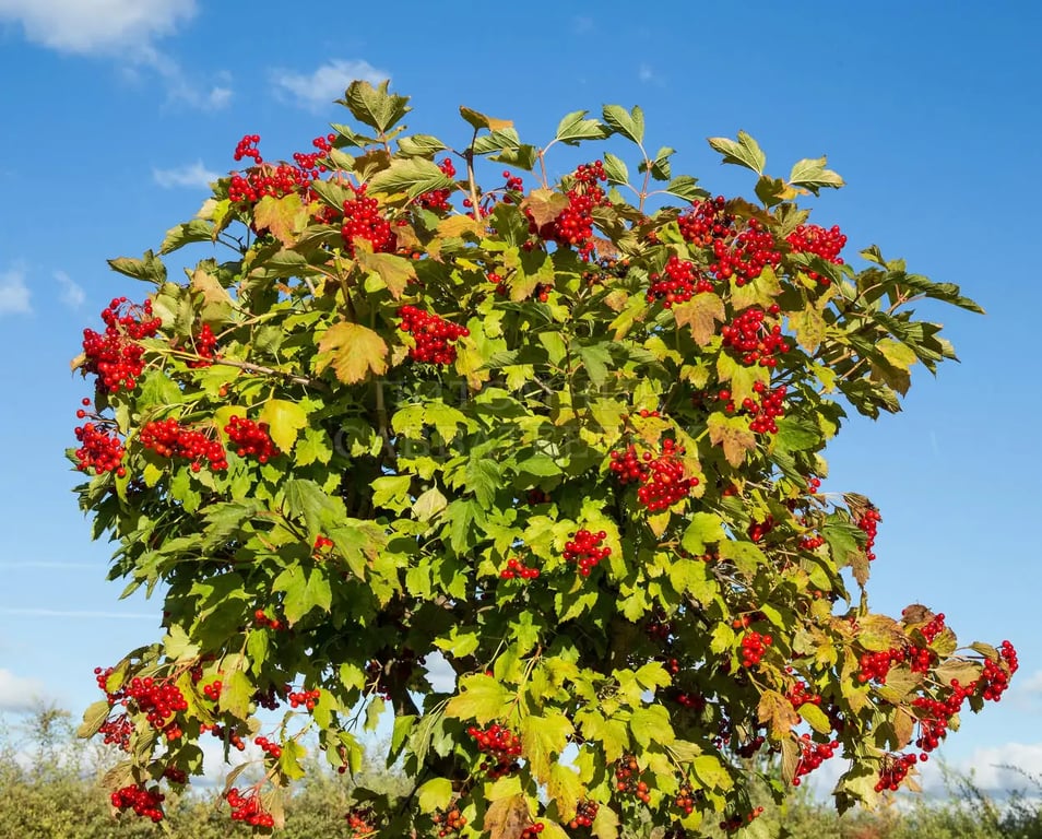 Які дерева не можна рубати біля дому, щоб уникнути біди — калина