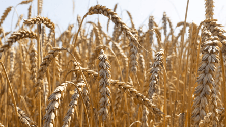 Цены на пшеницу остановились — почему и что будет дальше - 290x160