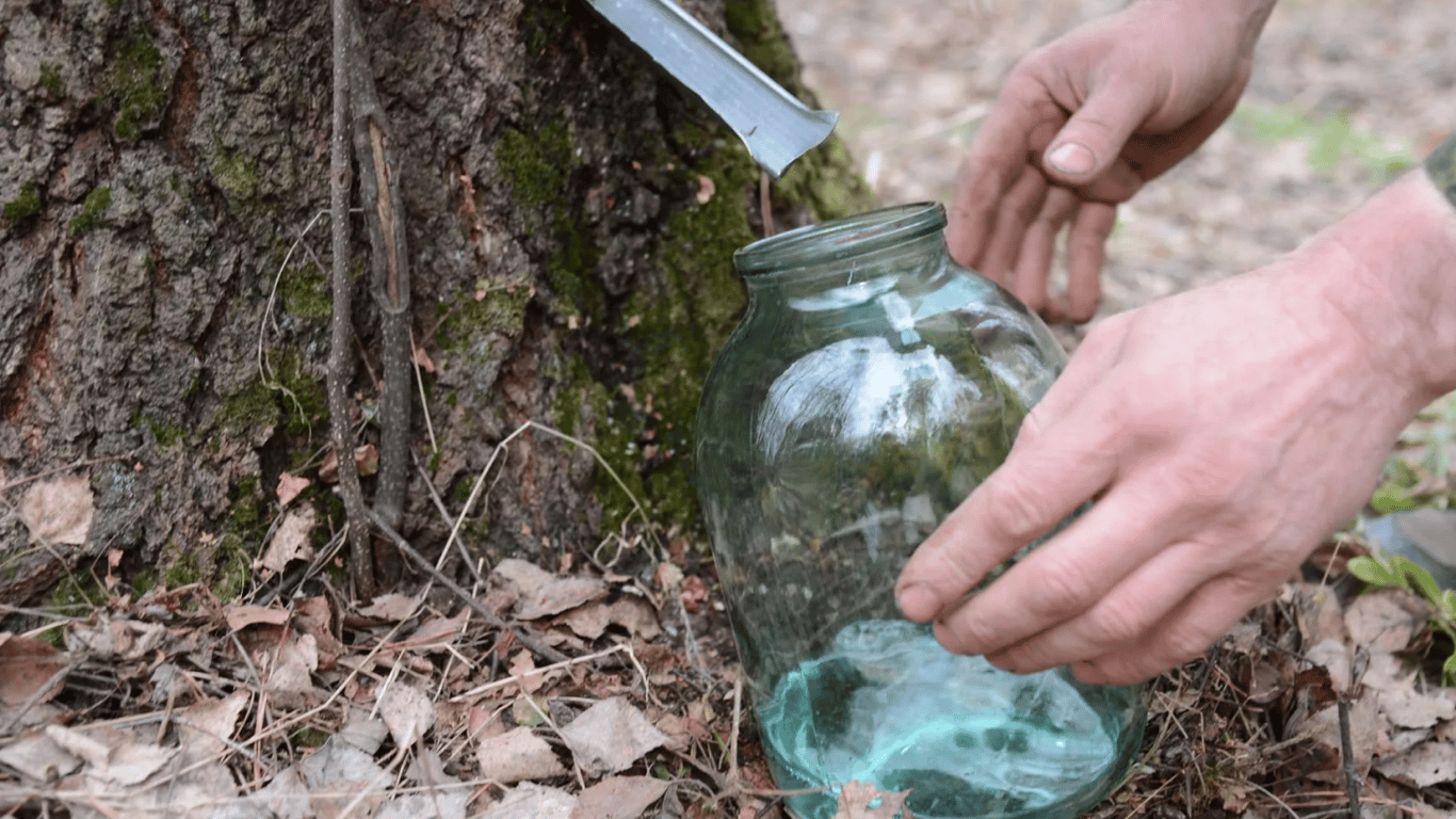 Як збирати березовий сік: правила, що збережуть здоров'я дерев