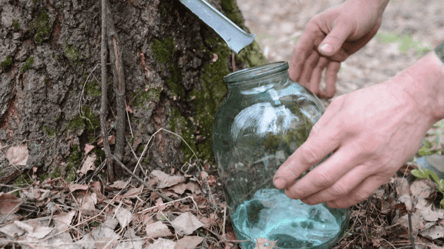 Як збирати березовий сік: правила, що збережуть здоров'я дерев - 285x160