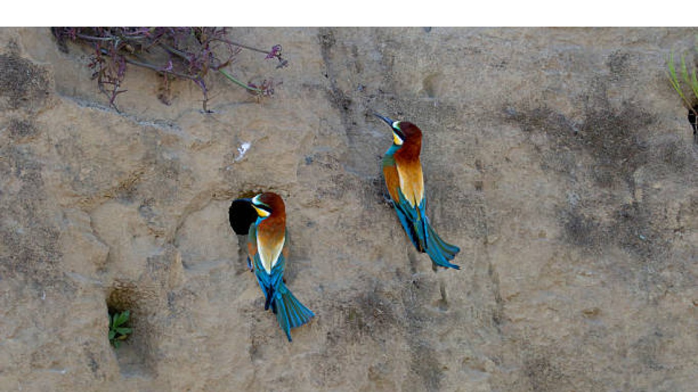 Найяскравіший птах України — де можна побачити та як виглядає - фото 2