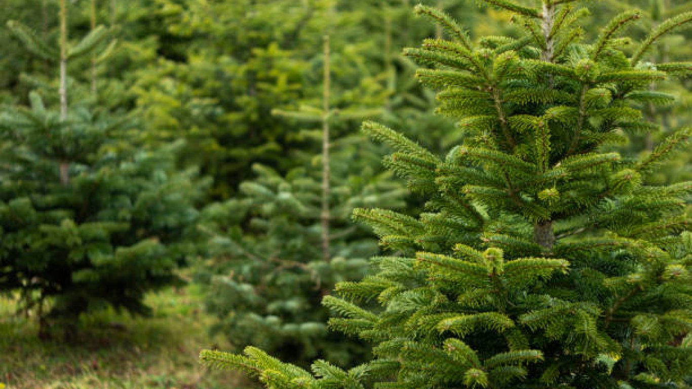 Молоді ялинки на присадибній ділянці.