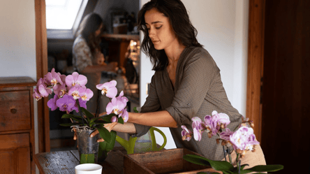 Орхідея з сухим корінням — як врятувати та оживити квітку - 285x160