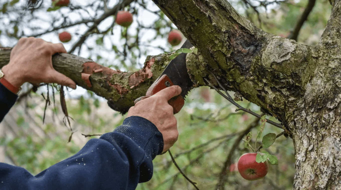 Обрезка яблони