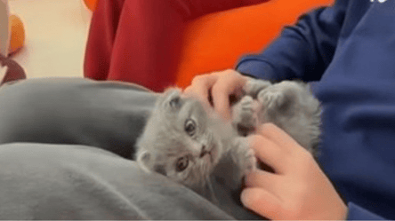 Поліція порушила справу проти власників кото-кафе в Одесі - 285x160