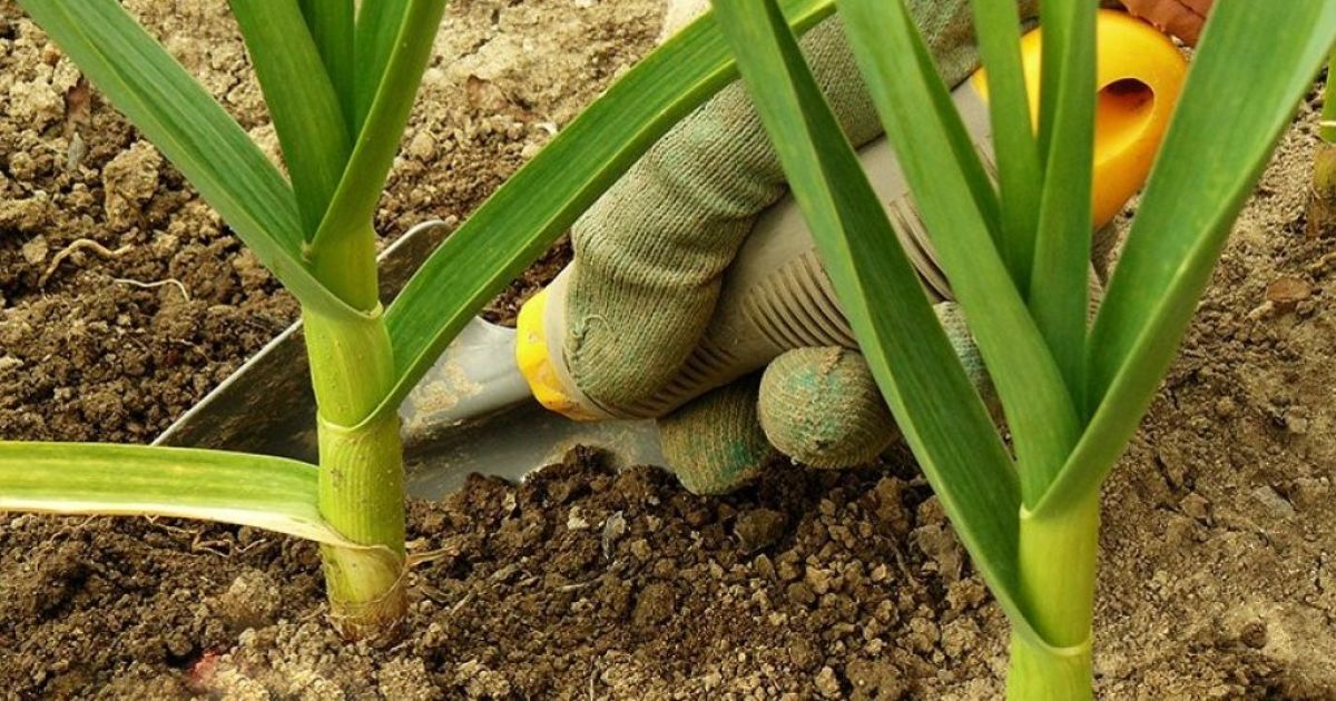 Растения чеснока